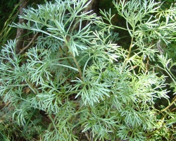 Полынь шелковистая (Artemisia sericea)