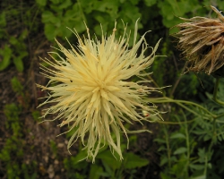 Василёк русский (Centaurea ruthenica Lam.)