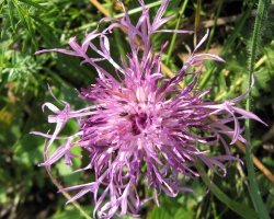 Василёк скабиозный (Centaurea scabiosa L.)