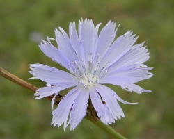Цикорий обыкновенный (Cichorium intybus L.)