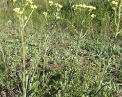 Цмин песчаный (Helichrysum arenarium (L.) Moench) 