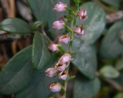 Вереск обыкновенный (Calluna vulgaris (L.) Hill.)