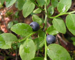 Черника (Vaccinium myrtillus L.)
