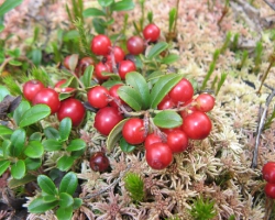 Брусника (Vaccinium vitis-idaea L.)