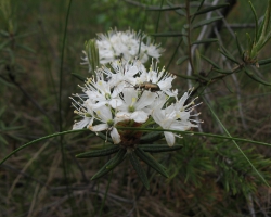 Ledum palustre L. — Багульник болотный