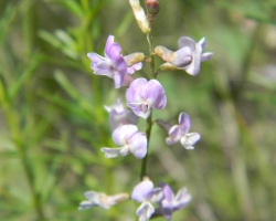 Астрагал бороздчатый (Astragalus sulcatus L.)