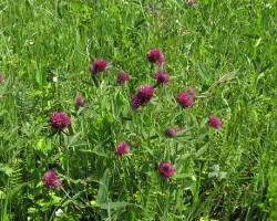 Клевер альпийский (Trifolium alpestre L.)