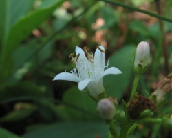 Menyanthes trifoliata L. — Вахта трёхлистная