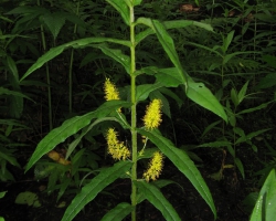 Naumburgia thyrsiflora (L.) Reichenb. — Кизляк кистецветный
