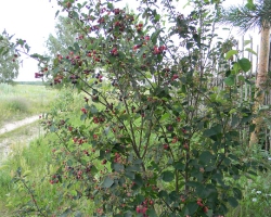 Ирга колосистая (Amelanchier spicata (Lam.) C. Koch)