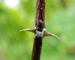 Шиповник коричный (Rosa cinnamomea L.)