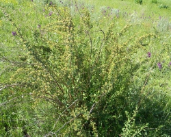 Спирея городчатая (Spiraea crenata L.)