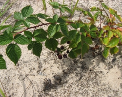 Куманика (Rubus nessensis W. Hall)