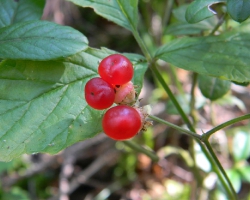 Костяника (Rubus saxatilis L.)