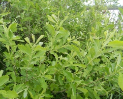 Ива пепельная (Salix cinerea L.)
