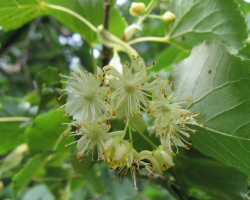 Липовые (Tiliaceae)
