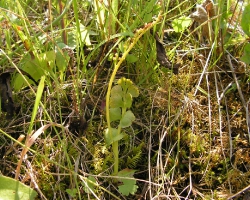 Гроздовник полулунный, или Ключ-трава (Botrychium lunaria (L.) Sw.)