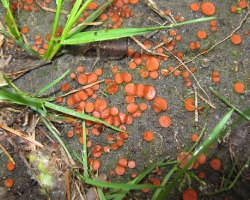 Scutellinia scutellata (L.) Lambotte – скутеллиния блюдцевидная