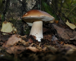 Boletus edulis Bull. - белый гриб обыкновенный