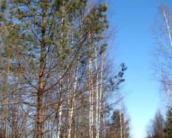 Зима - дорога на Обрезки
