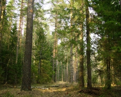 Сосновый лес