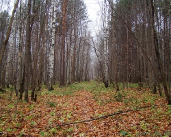 Просека в Львовском лесничестве