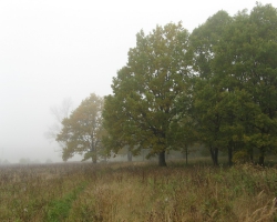 Осень во Львовском лесничестве