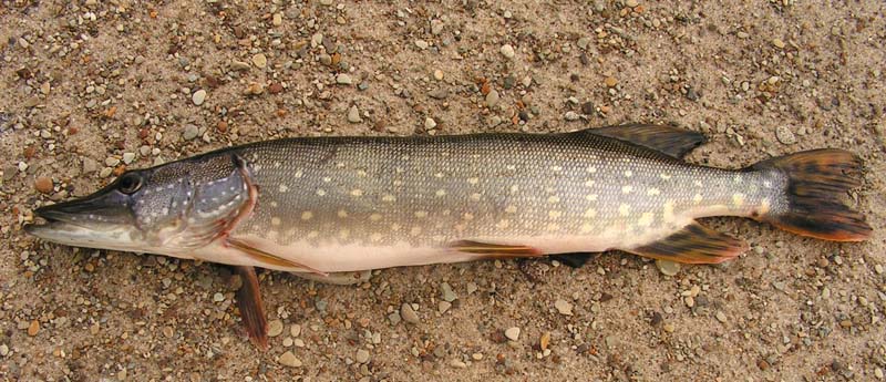 Щука Esox lucius Linnaeus, 1758