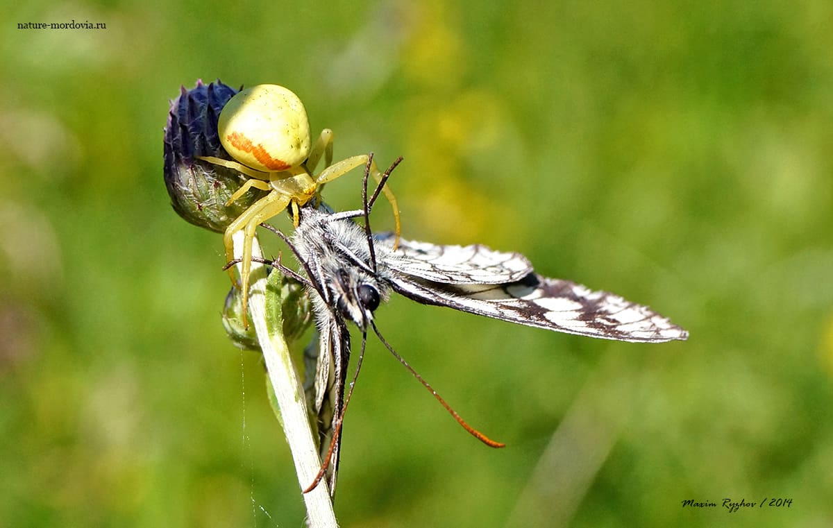 Цветочный паук (Misumena vatia)