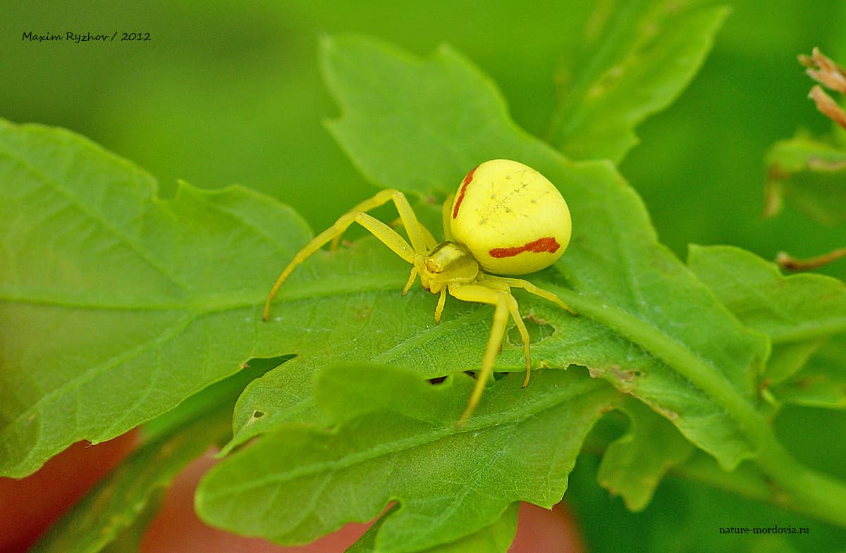 Цветочный паук (Misumena vatia) - Природа Республики Мордовия