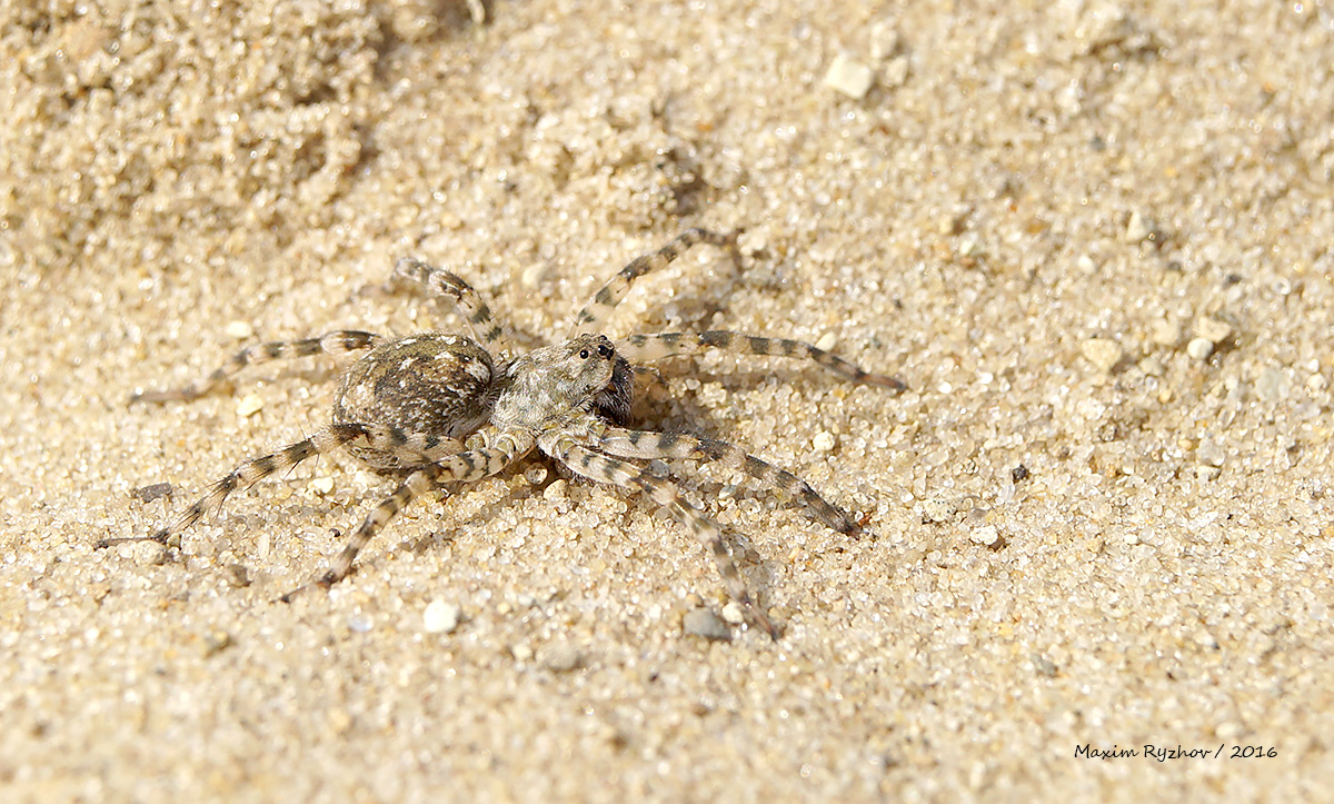 Паук Arctosa cinerea