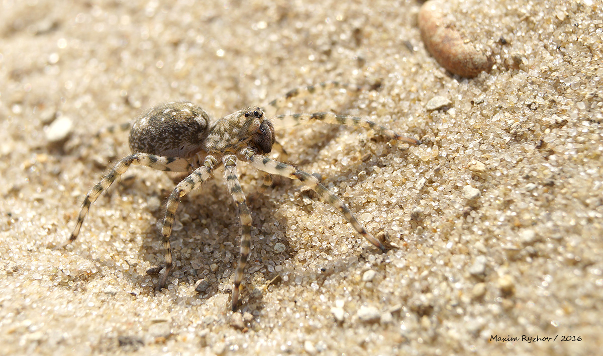 Паук Arctosa cinerea