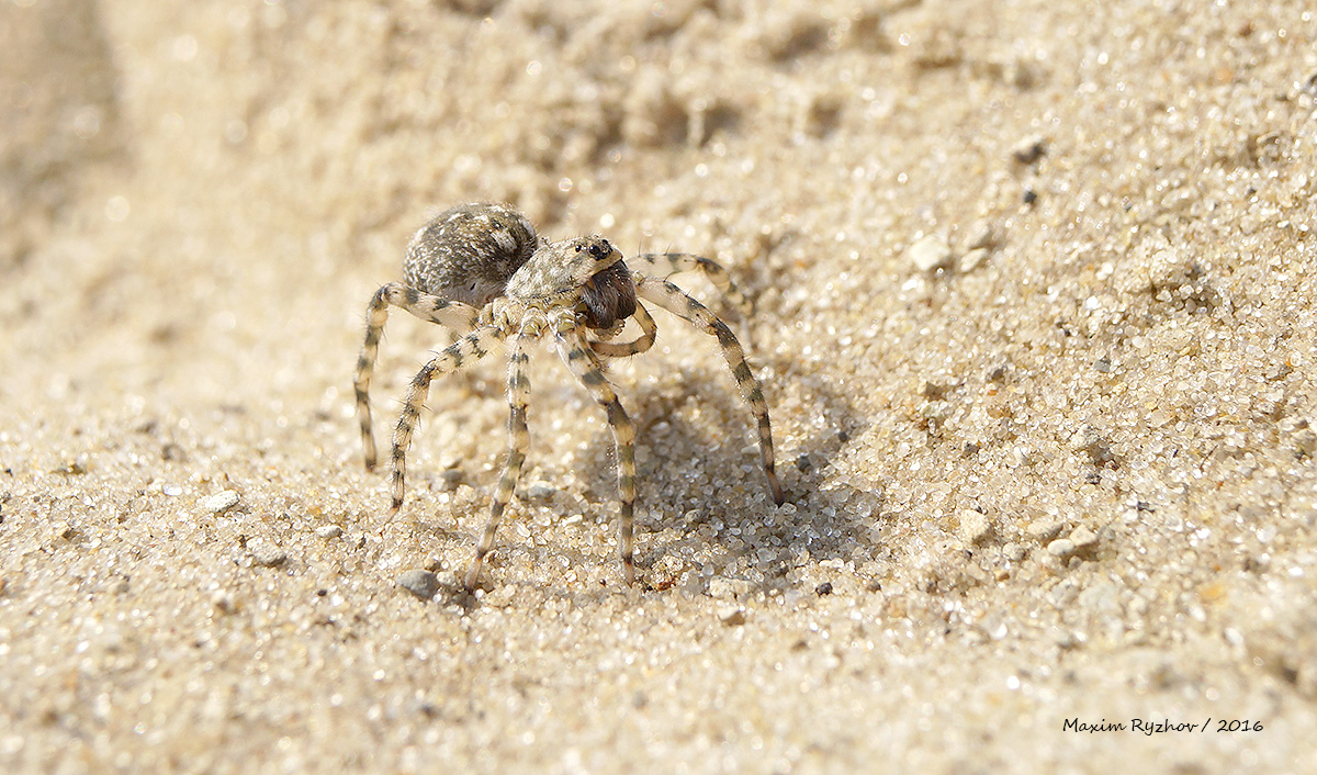 Паук Arctosa cinerea