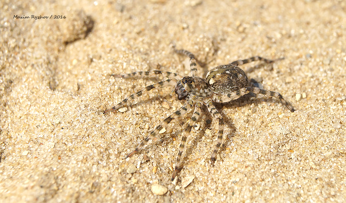 Паук Arctosa cinerea