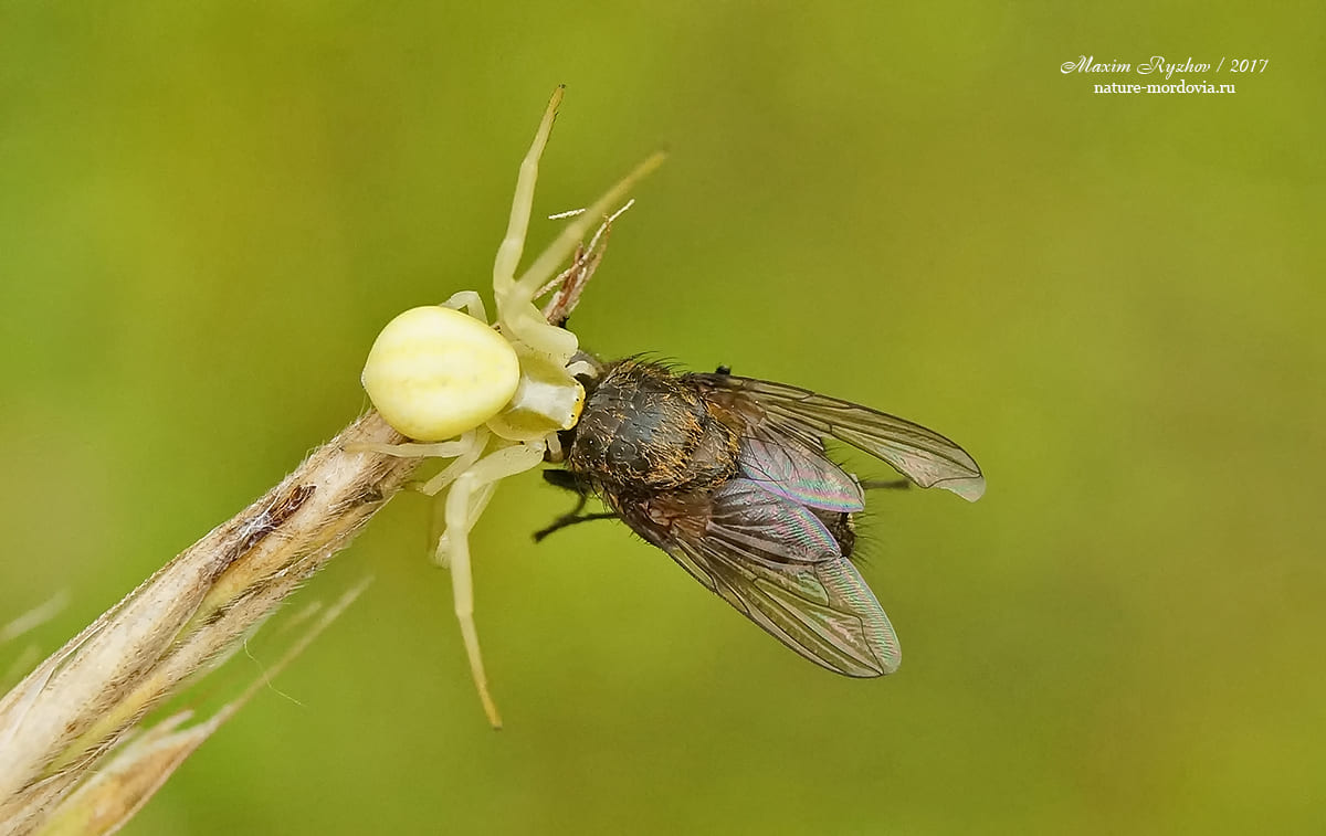 Цветочный паук Misumena vatia