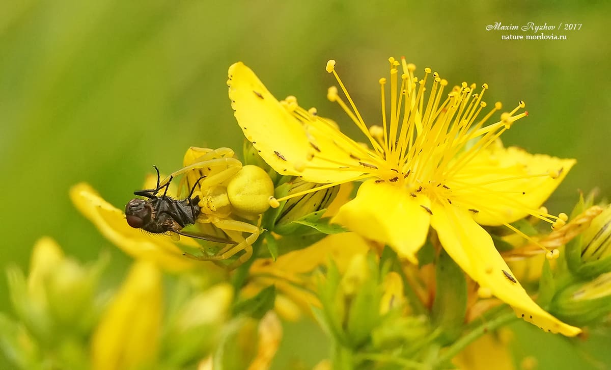 Цветочный паук (Misumena vatia)