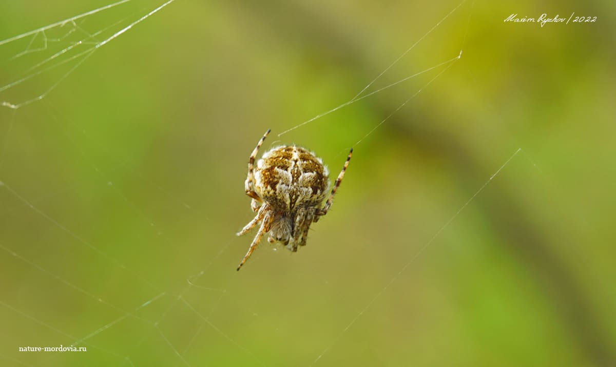 Агаленатея Реди (Agalenatea redii)