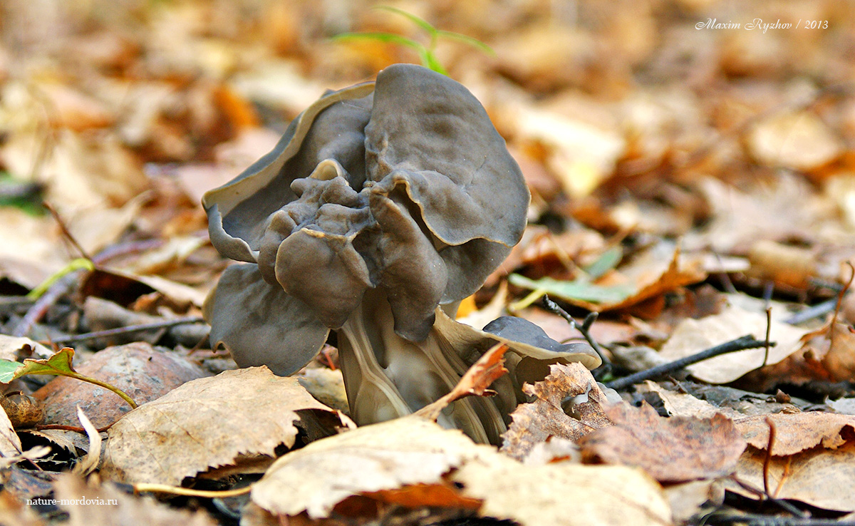 Лопастник ямчатый (Helvella lacunosa)