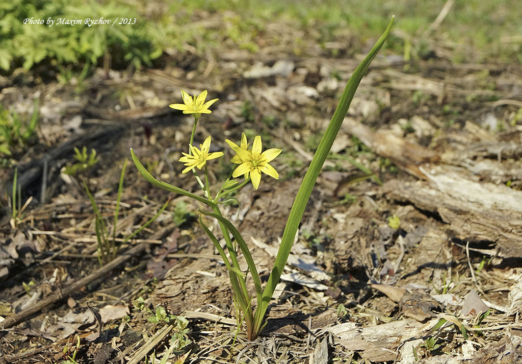 Гусиный лук желтый (Gagea lutea)