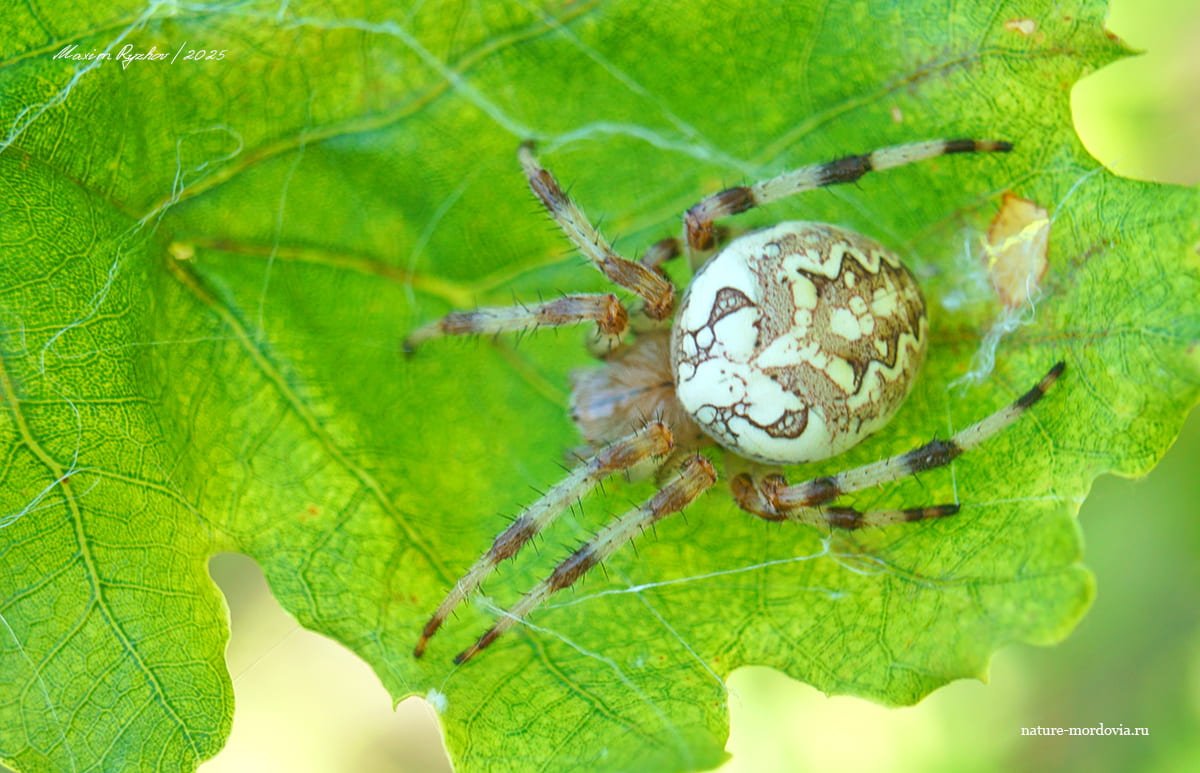Крестовик мраморный (Araneus marmoreus)