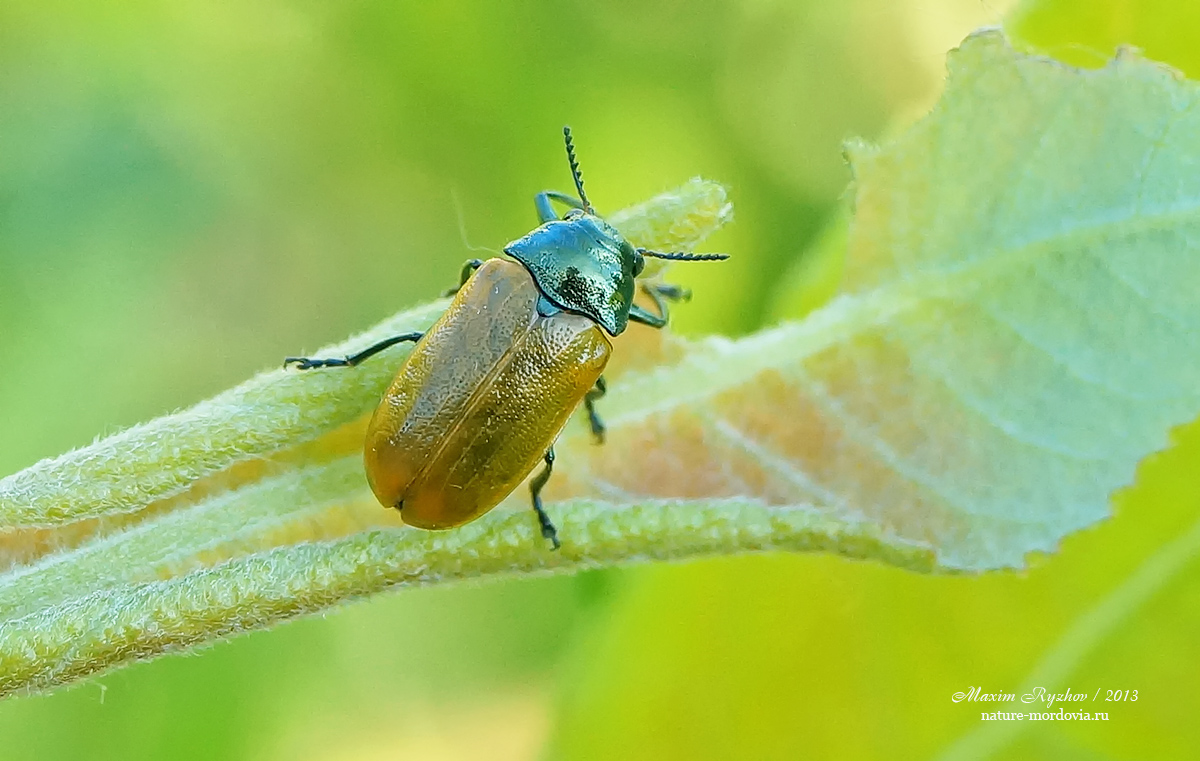 Labidostomis lepida