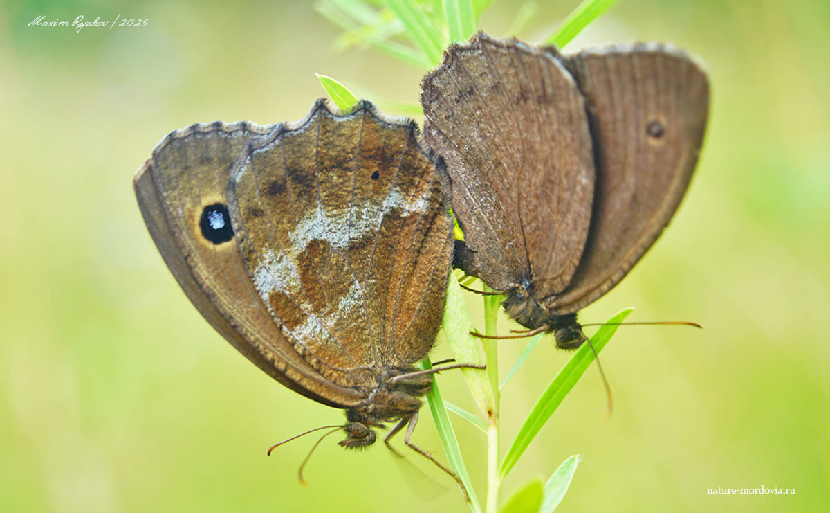 Бархатницы дриада (Minois dryas)