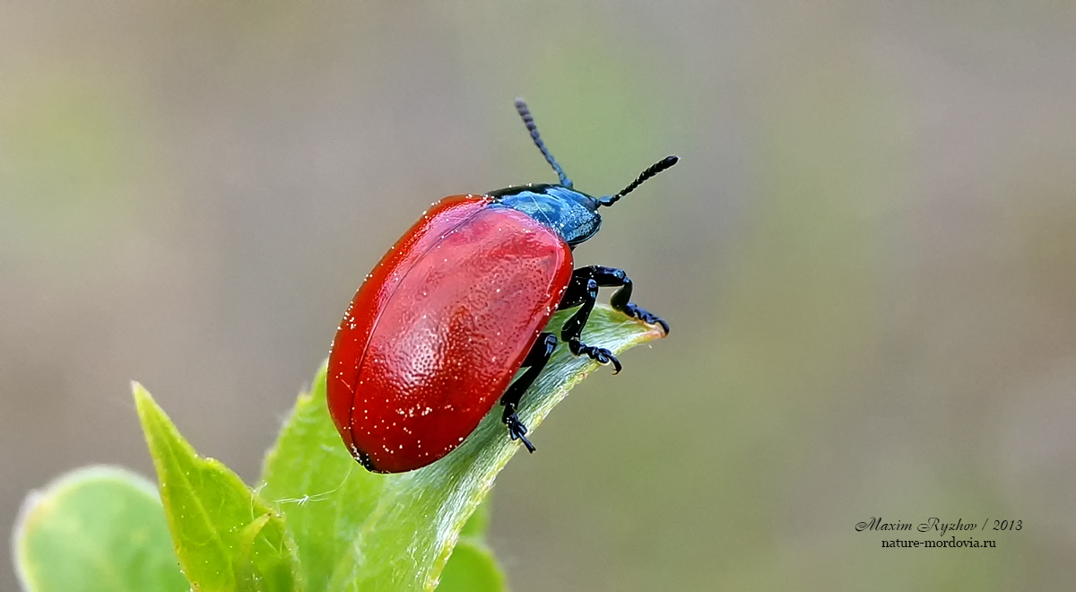 Тополевый листоед (Chrysomela populi)