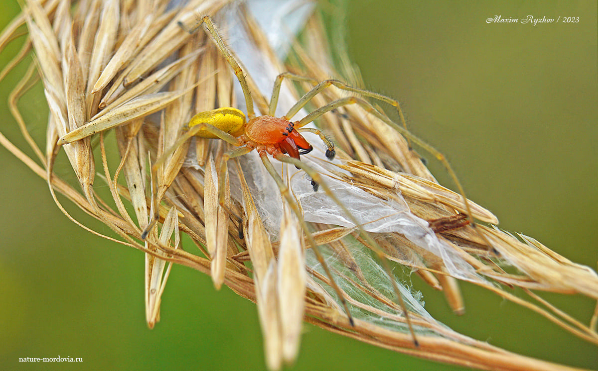 Желтосумный колющий паук (Cheiracanthium punctorium) 