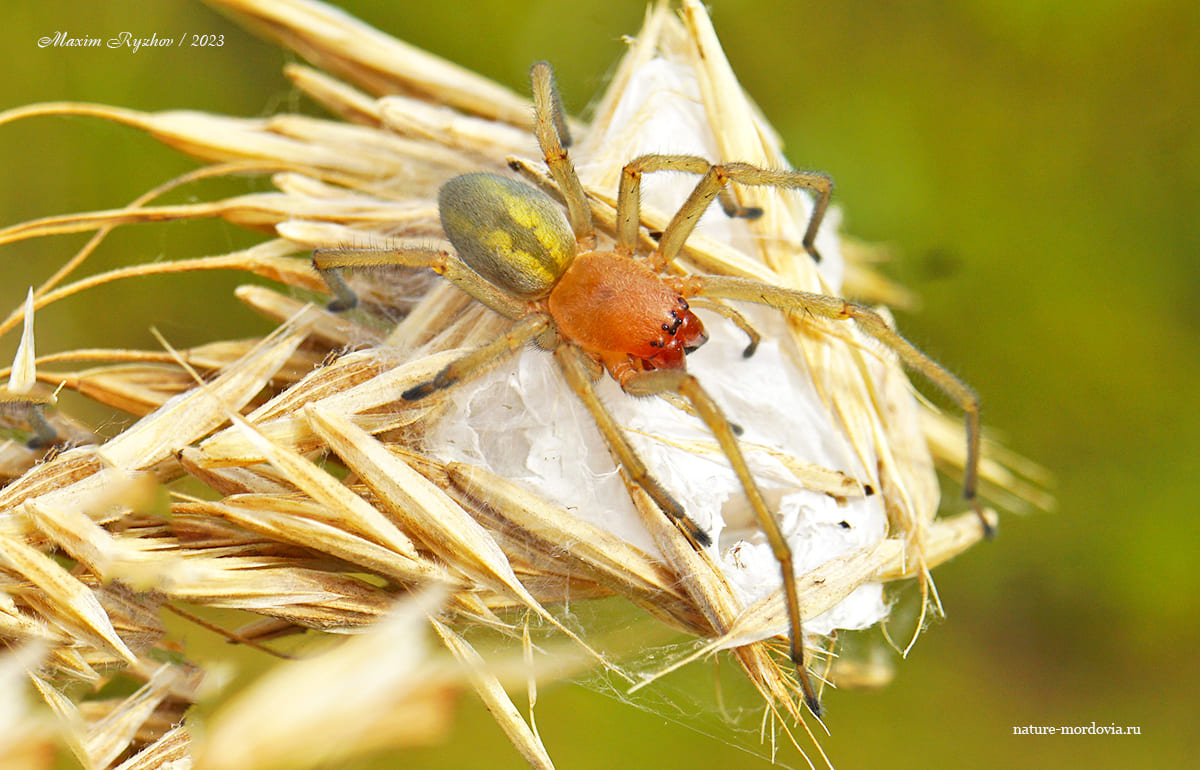 Желтосумный колющий паук (Cheiracanthium punctorium) 