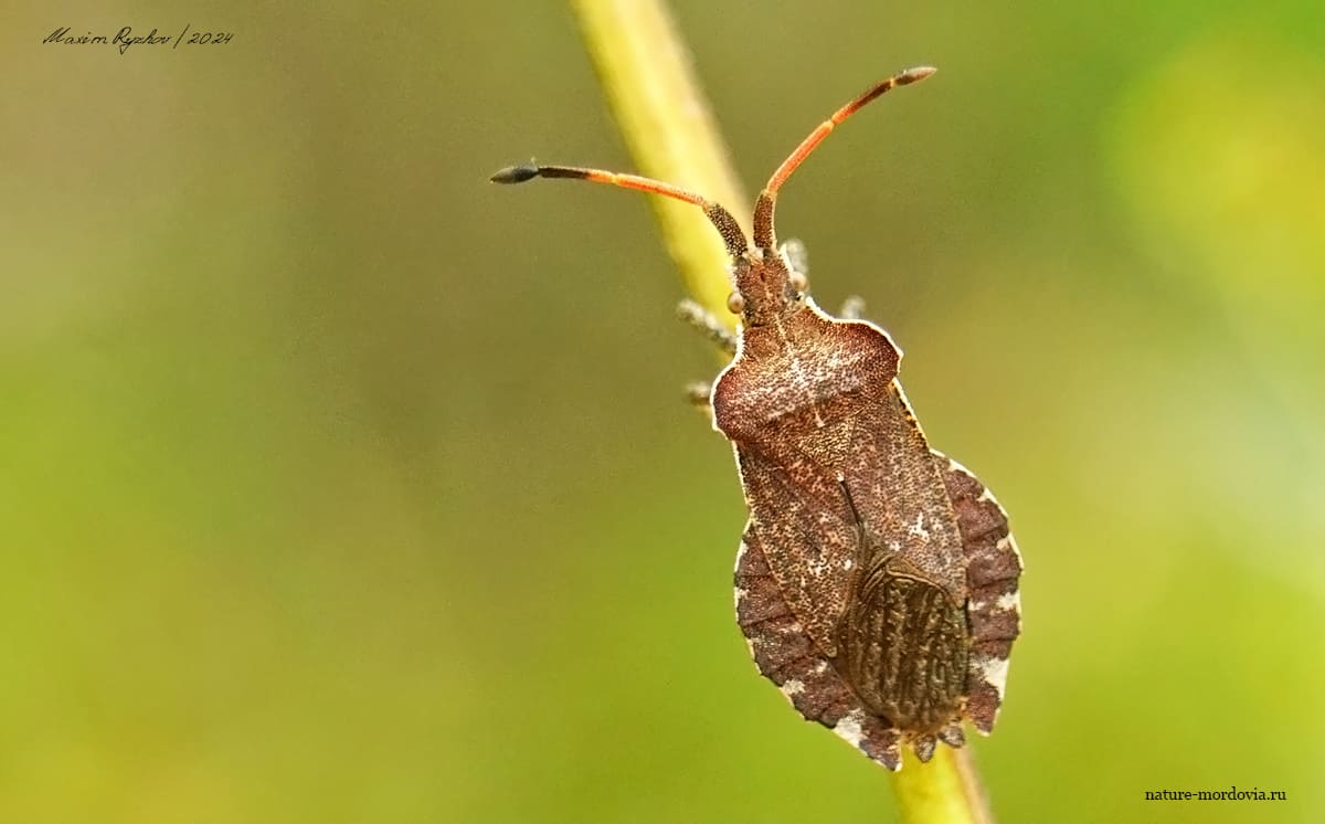 Краевик бурачниковый (Enoplops scapha)