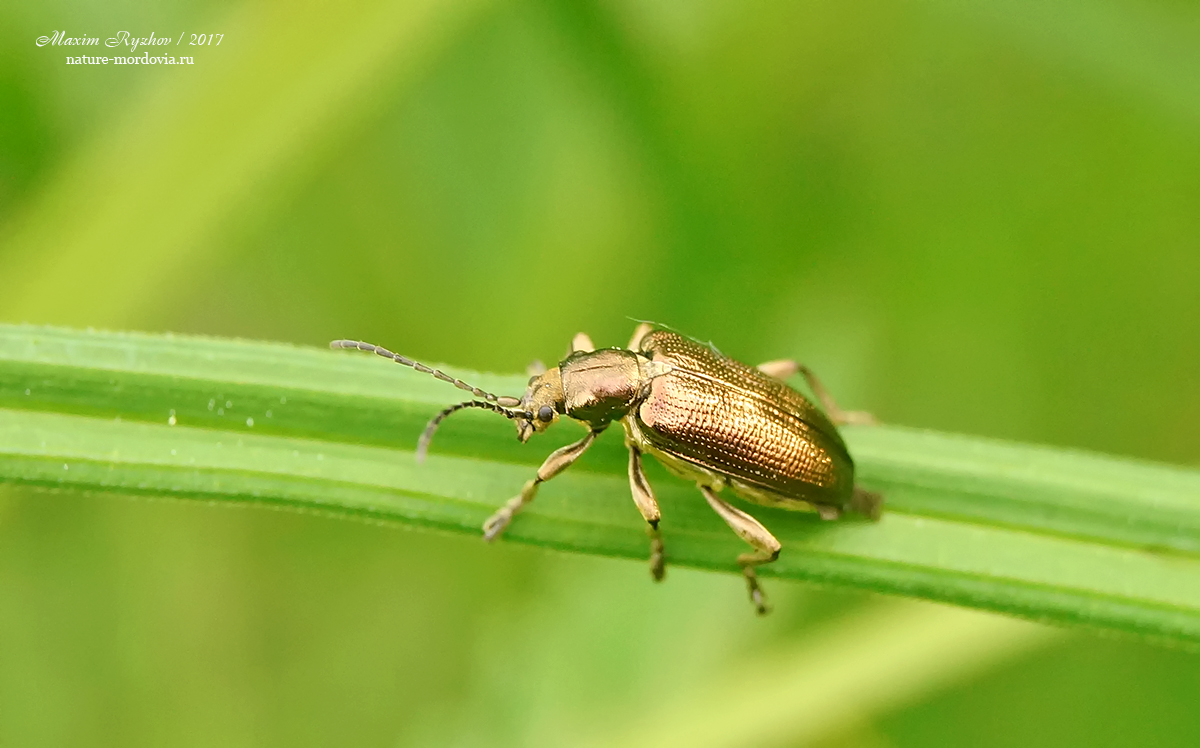 Радужница шелковистая (Plateumaris sericea)