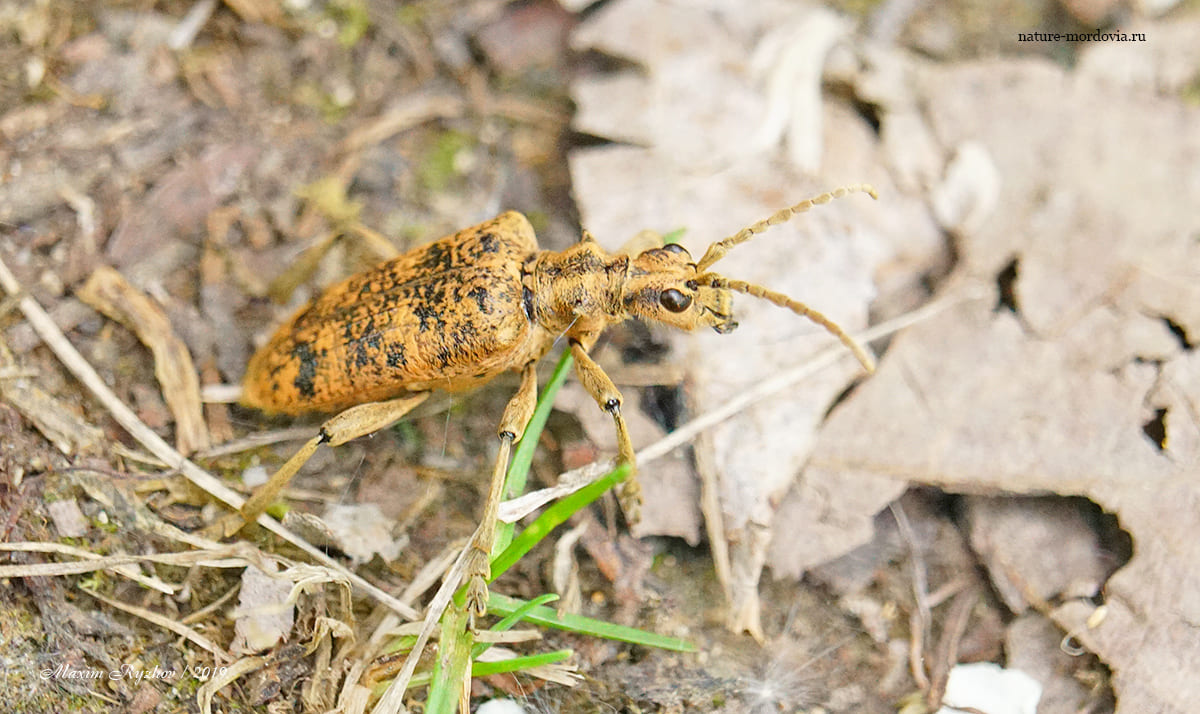 Рыжий рагий (Rhagium sycophanta)