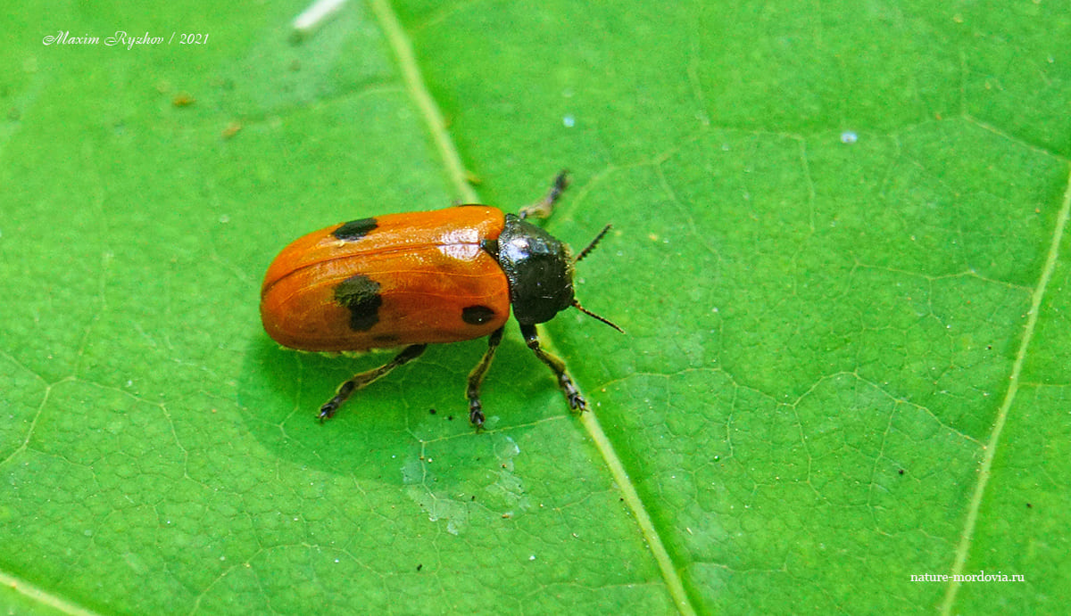 Четырёхточечный листоед (Clytra quadripunctata)