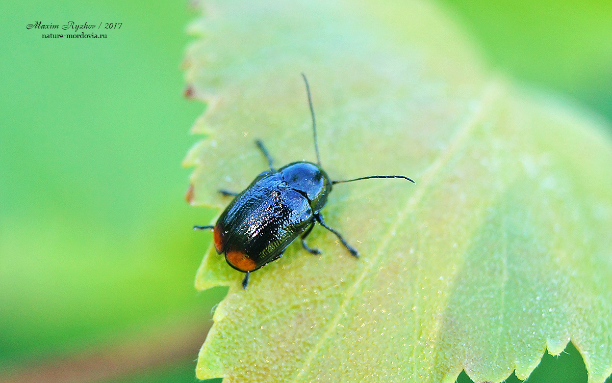 Скрытоглав двупятнистый (Cryptocephalus bipustulatus) 